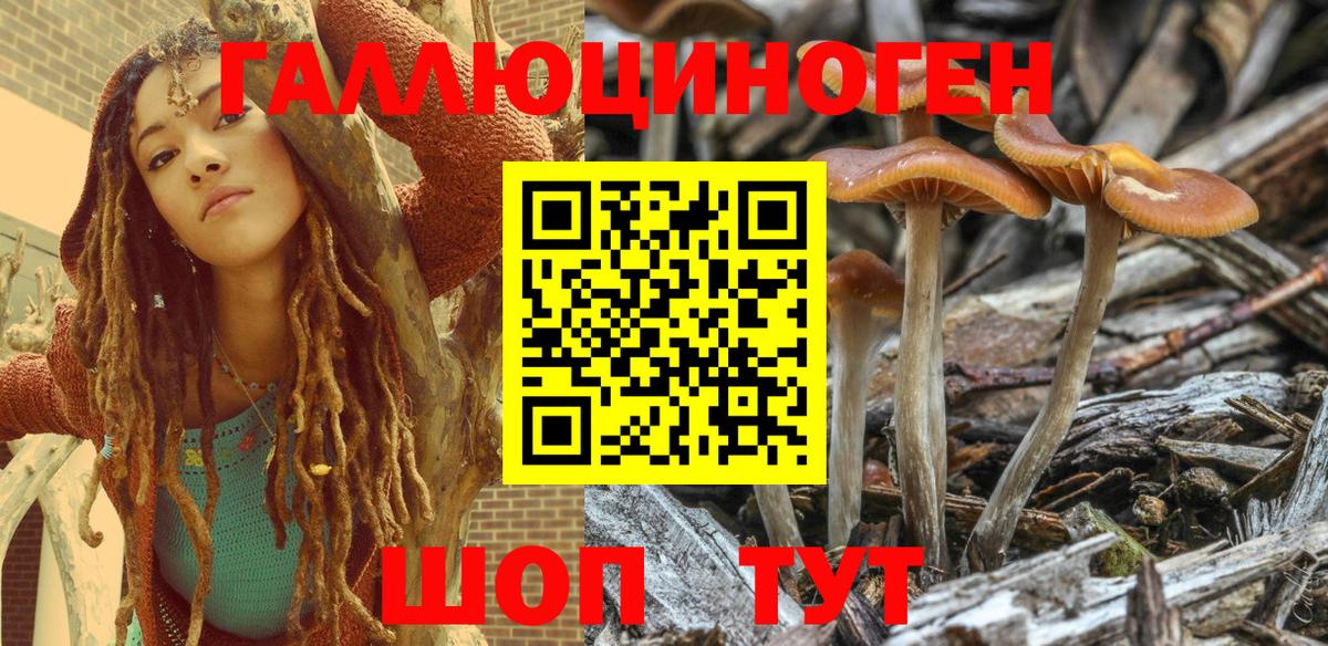 Искитим  Псилоцибиновые грибы Psilocybine cubensis  Вход с VPN 